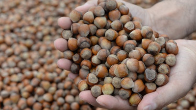 Pazara 645 bin 875 ton fındık indi