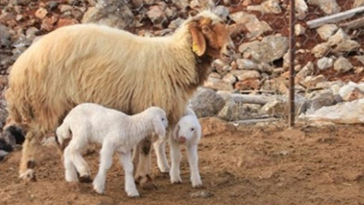 "Et ithalinin olmasının nedeni ananın eksikliği"