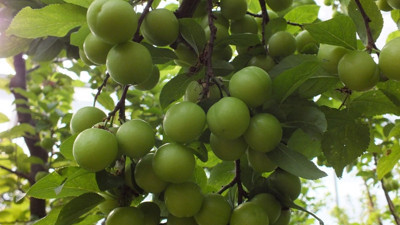 Hasadı başlayan eriğin fiyatı cep yakıyor!