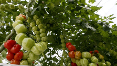 Domates renklendi pazar büyüdü