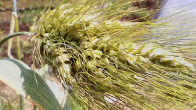 Buğdayın atası "siyez"de yüksek verim beklentisi