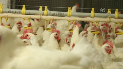 58 ülke Türk tavuğu tüketiyor