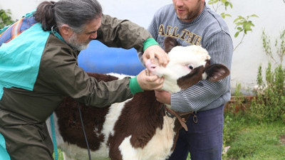 Veterinerler buzağılar için seferber oldu