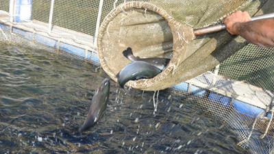 'Fırat'ın balıkları yurt dışına satılıyor