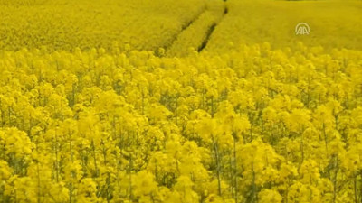 Trakya’da 400 bin dekar yağlık kanola ekildi