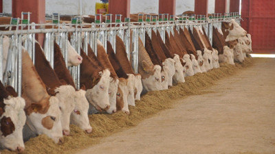 Devlet desteğiyle modern çiftlik kurdu