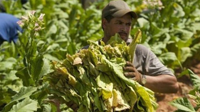 Yerli tütün için destek önerisi