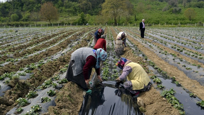 Islah edilen 'çöplük'te 40 çeşit meyve sebze yetiştiriliyor