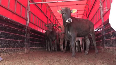 Genç çiftçilere 582 büyükbaş hayvan dağıtıldı