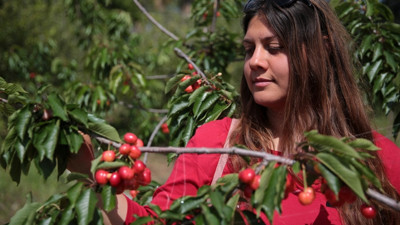 Çukurova'nın erkenci kirazı Uzakdoğu'ya ihraç edilece