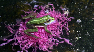 Girişimciler için kurbağa yetiştiriyorlar