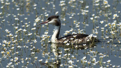 Kızılırmak Deltası kuşlarla şenlendi