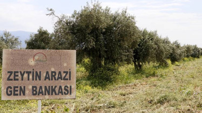 Zeytin çeşitlerine "gen bankası" güvencesi