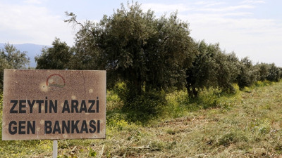 Zeytin çeşitlerine 'gen bankası' güvencesi