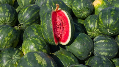 İlk karpuz hasadı Antalya'da başladı