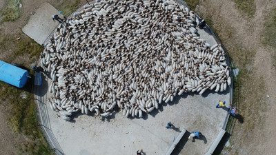 Elit koyunlara "yaz banyosu"