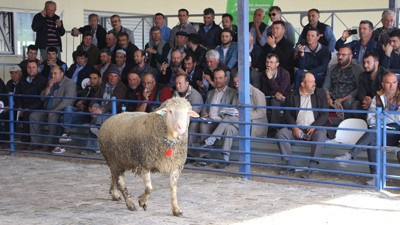 Damızlık koçlar dana fiyatına satıldı