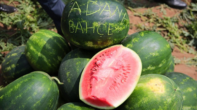 Çukurova'da karpuz hasadı başladı
