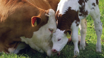 Buzağı destekleri bugün hesaba yatacak