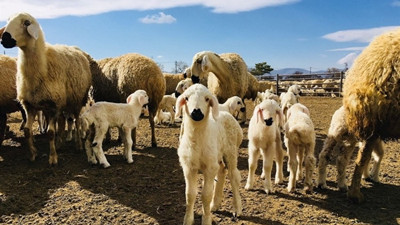 Çiftçiye müjde! 300 koyun projesi başlıyor