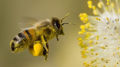 AB arılara zararlı zirai maddeleri yasakladı