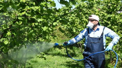 Fındıkta kalite için külleme ile mücadele ediliyor