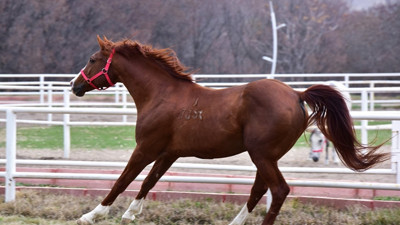 'Özgünhan'ın tayları yok satıyor