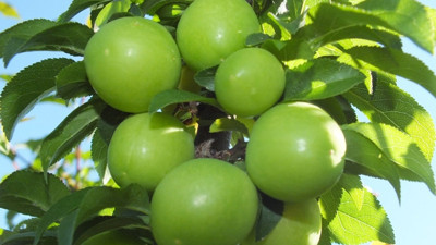 Eriğin kilogramı 25 liraya düştü