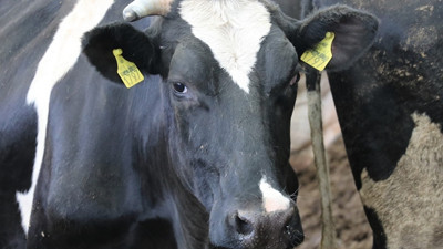 "Et açığının çözümü ıslahta"