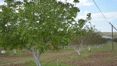 Nisan donları ceviz üretimini olumsuz etkiledi