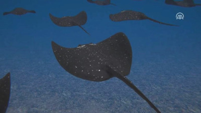 Yerli silahlı insansız deniz aracı geliyor