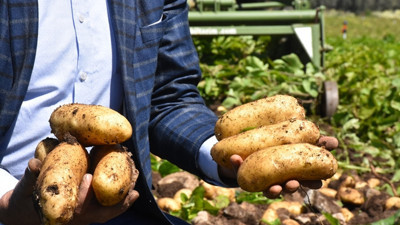 Erkenci patates çiftçiyi sevindirdi