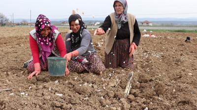 Kastamonu'nun "beyaz altını"nda üreticiler bu yıldan umutlu