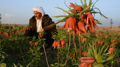 "Ağlayan gelin" üreticisini üzdü