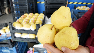 Bursa armudu "Globalgap" ile dünyaya açılacak