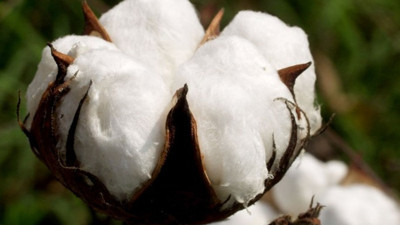 Türkiye'nin yem açığını pamuk tarlaları azaltacak