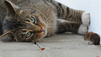 İnsanlara en çok onlar benziyor