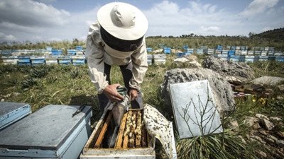 Coğrafi işaretli 'Ardahan balı'nda hedef dünya pazarı