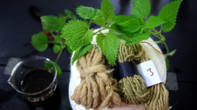 Isırgan otundan boya üretildi