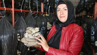 Genç kardeşler ekmeğini mantardan kazanıyor
