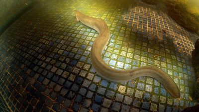 Bafa Gölü'nün su altı zenginliği kayda alındı