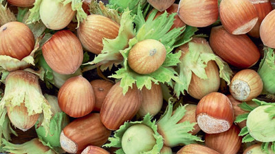 Fındık fiyatlarında spekülasyon uyarısı