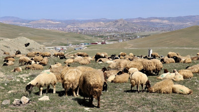 Yasak kalkınca besiciler yaylaların yolunu tuttu