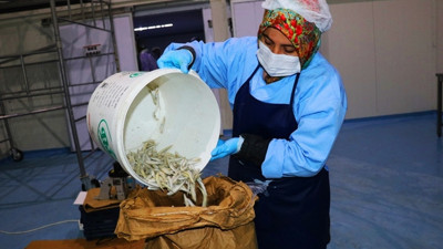 "Avrupalılar, gümüş balığını çerez olarak tüketiyor"