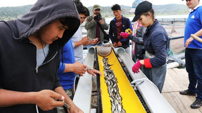 Üniversite öğrencileri günde 50 bin balık aşılıyor