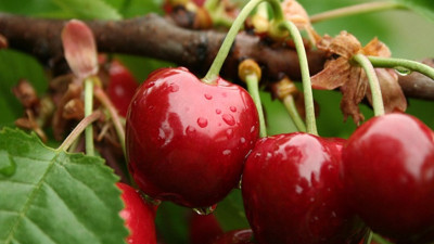 Gölpazarı'ndan Çin'e kiraz ihraç edilecek