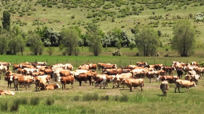 SÜTAŞ yatırımı Doğu'da hayvancılığı canlandıracak