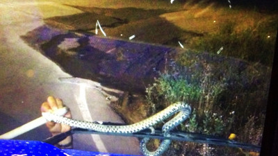 Seyir halindeki TIR'ın sileceğine yılan dolandı