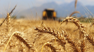Arpa hasadı verimsiz başladı