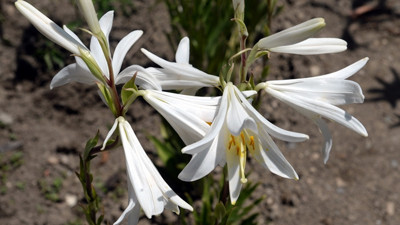 Ak zambağın yağının kilogramı 5 bin eurodan satılıyor